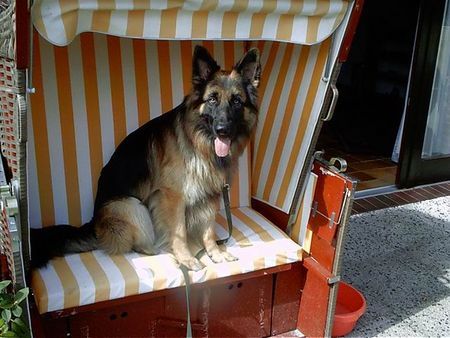 Deutscher Schäferhund Brauner langhaariger Schlag Sammy