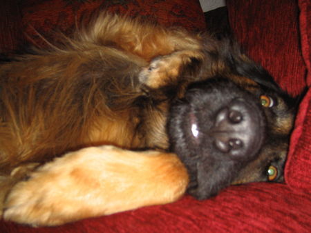 Deutscher Schäferhund Brauner langhaariger Schlag sandro , verkuscheltes Etwas