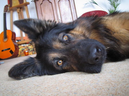 Deutscher Schäferhund Brauner langhaariger Schlag sandro mein Herzbube