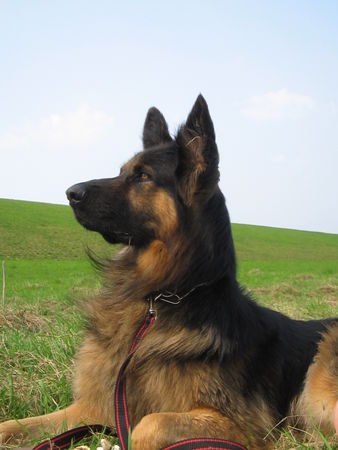 Deutscher Schäferhund Brauner langhaariger Schlag sandro , der Naturbursche