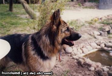 Deutscher Schäferhund Brauner langhaariger Schlag Hunde Foto 4632 Deutscher Schäferhund Brauner langhaariger Schlag ein teich nur für mich