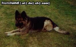 Deutscher Schäferhund Brauner langhaariger Schlag Hunde Foto 4557 Deutscher Schäferhund Brauner langhaariger Schlag thoran