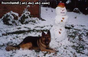Deutscher Schäferhund Brauner langhaariger Schlag Hunde Foto 4631 Deutscher Schäferhund Brauner langhaariger Schlag hallo der eismann ist daaaaa