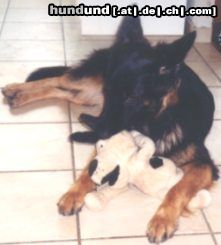 Deutscher Schäferhund Brauner langhaariger Schlag Hunde Foto 3204 Deutscher Schäferhund Brauner langhaariger Schlag Wir zwei verstehen uns doch oder?