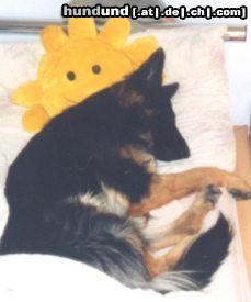 Deutscher Schäferhund Brauner langhaariger Schlag Hunde Foto 3203 Deutscher Schäferhund Brauner langhaariger Schlag So ein Mittagsschlaft tut gut