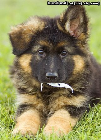 Deutscher Schäferhund Brauner langhaariger Schlag Hunde Foto 26672 in höherer Auflösung ansehen Deutscher Schäferhund Brauner langhaariger Schlag Ich bringe heute die Post