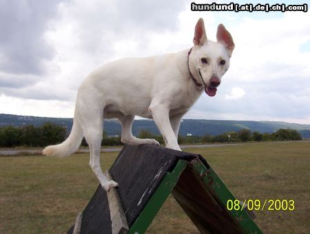 Deutscher Schäferhund Cremefarbener langhaariger Schlag Mein zweiter Hund ist 7 Jahre alt