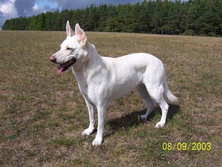 Deutscher Schäferhund Cremefarbener langhaariger Schlag Hunde Foto 33787 in höherer Auflösung ansehen Deutscher Schäferhund Cremefarbener langhaariger Schlag Jessy