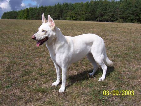 Deutscher Schäferhund Cremefarbener langhaariger Schlag Jessy