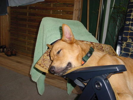 Deutscher Schäferhund Cremefarbener langhaariger Schlag Hunde Foto 28071 Deutscher Schäferhund Cremefarbener langhaariger Schlag Ron beim Camping - 9 Monate alt