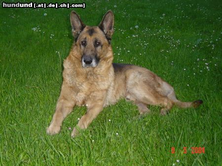 Deutscher Schäferhund Cremefarbener langhaariger Schlag DSH Cash 11,5 Jahre