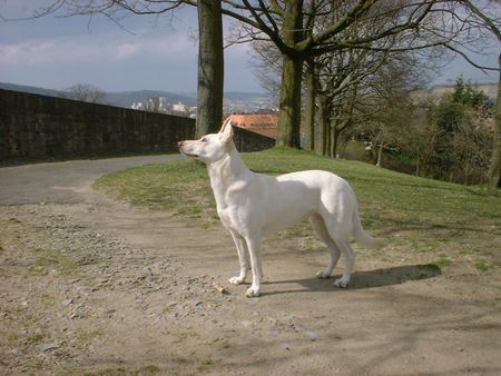 Deutscher Schäferhund Cremefarbener langhaariger Schlag Jessy