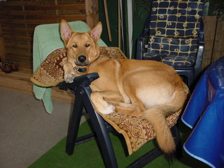 Deutscher Schäferhund Cremefarbener langhaariger Schlag Hunde Foto 28070 Deutscher Schäferhund Cremefarbener langhaariger Schlag Ron beim Camping - 9 Monate alt