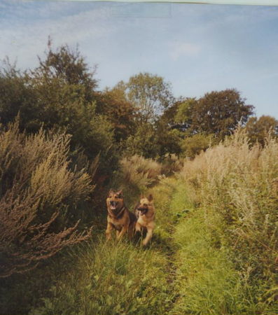 Deutscher Schäferhund Cremefarbener langhaariger Schlag Hunde Foto 26930 Deutscher Schäferhund Cremefarbener langhaariger Schlag Rex und Rose`