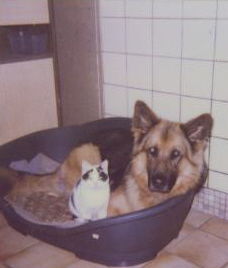 Deutscher Schäferhund Cremefarbener langhaariger Schlag Hunde Foto 26929 Deutscher Schäferhund Cremefarbener langhaariger Schlag Rosie und Lady