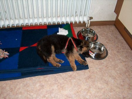 Deutscher Schäferhund Schwarzer langhaariger Schlag Hunde Foto 33237 Deutscher Schäferhund Schwarzer langhaariger Schlag soo müüüüde wird man beim toben