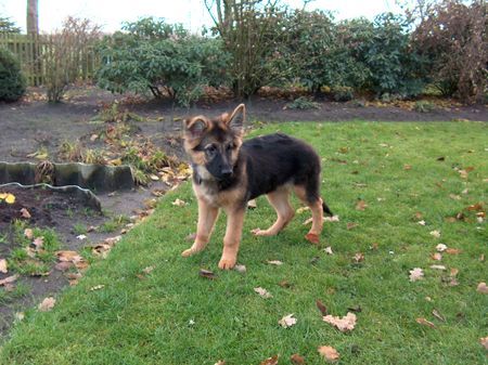 Deutscher Schäferhund Schwarzer langhaariger Schlag Hunde Foto 33247 in höherer Auflösung ansehen Deutscher Schäferhund Schwarzer langhaariger Schlag wenn ich groß bin steht auch das andere Ohr ...ganz bestimmt