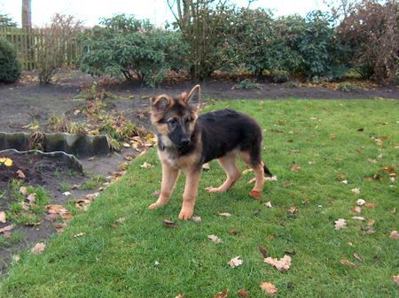 Deutscher Schäferhund Schwarzer langhaariger Schlag wenn ich groß bin steht auch das andere Ohr ...ganz bestimmt