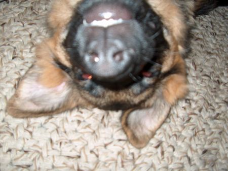 Deutscher Schäferhund Schwarzer langhaariger Schlag Hunde Foto 33246 in höherer Auflösung ansehen Deutscher Schäferhund Schwarzer langhaariger Schlag Küßchen gefällig????
