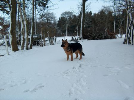 Deutscher Schäferhund Schwarzer langhaariger Schlag ich bin hinten nicht tiefergelegt 