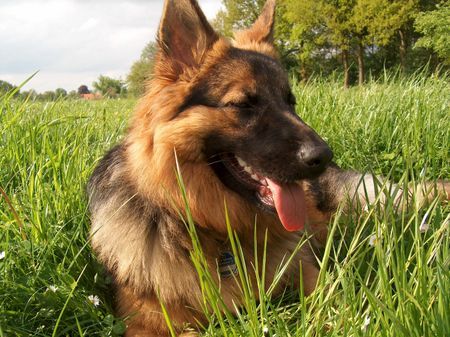 Deutscher Schäferhund Schwarzer langhaariger Schlag Hunde Foto 33220 in höherer Auflösung ansehen Deutscher Schäferhund Schwarzer langhaariger Schlag meine Bonnie auf der Wiese