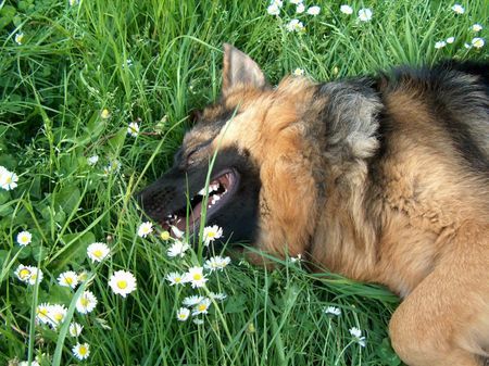 Deutscher Schäferhund Schwarzer langhaariger Schlag ist das ein Leben? Die Wiese mit Klee und Gänseblümchen und ich mittendrin