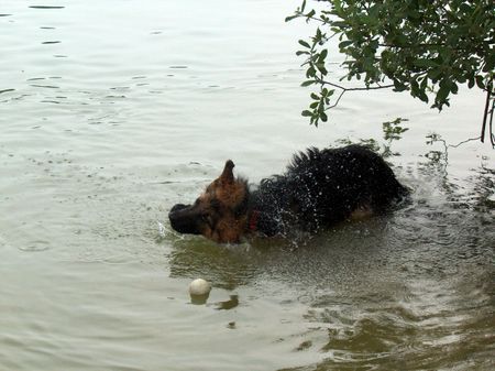 Deutscher Schäferhund Schwarzer langhaariger Schlag irgendwie läßt sich das nasse Zeug nicht abschütteln...