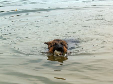 Deutscher Schäferhund Schwarzer langhaariger Schlag Frauchen sagt, so sehe ich aus wie eine Fledermaus... tztztz