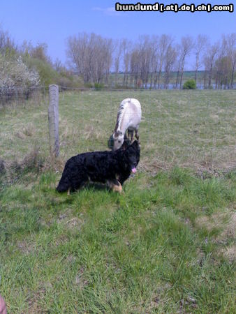 Deutscher Schäferhund Schwarzer langhaariger Schlag Ich bin der Zeus 