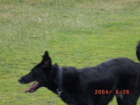 Deutscher Schäferhund Schwarzer langhaariger Schlag Hunde Foto 30212 Deutscher Schäferhund Schwarzer langhaariger Schlag