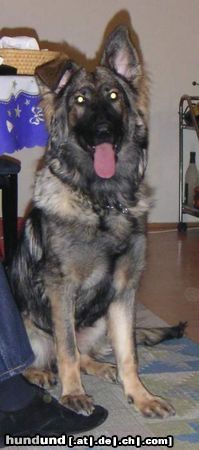 Deutscher Schäferhund Schwarzer langhaariger Schlag Hunde Foto 18049 Deutscher Schäferhund Schwarzer langhaariger Schlag Chiara vom Gralla See im alter von 7 Mon.