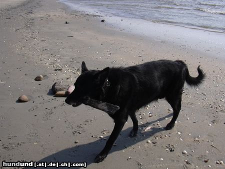 Deutscher Schäferhund Schwarzer langhaariger Schlag Hunde Foto 11334 Deutscher Schäferhund Schwarzer langhaariger Schlag Wer wirft jetzt ?