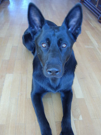 Deutscher Schäferhund Schwarzer langhaariger Schlag