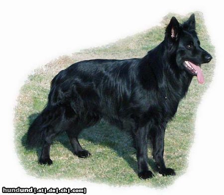 Deutscher Schäferhund Schwarzer langhaariger Schlag Lackschwarzer Altdeutscher Schäferhundrüde