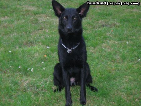 Deutscher Schäferhund Schwarzer langhaariger Schlag Hunde Foto 17669 in höherer Auflösung ansehen Deutscher Schäferhund Schwarzer langhaariger Schlag Anny