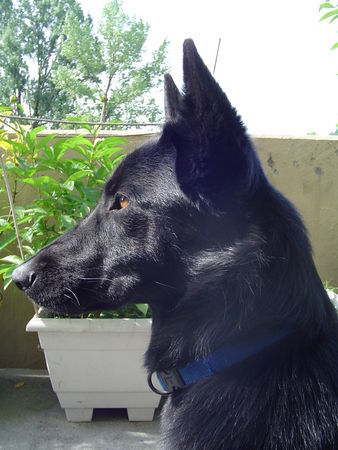 Deutscher Schäferhund Schwarzer langhaariger Schlag Hunde Foto 32060 Deutscher Schäferhund Schwarzer langhaariger Schlag Jamal 15 Monate (Schäfermix)