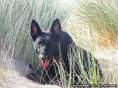 Deutscher Schäferhund Schwarzer langhaariger Schlag Joy in der Düne