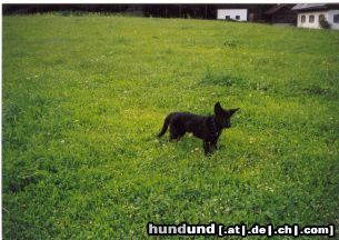 Deutscher Schäferhund Schwarzer langhaariger Schlag Schäferhündin Kimba mit 3 Monaten