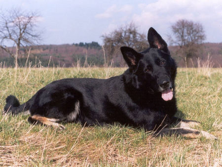 Deutscher Schäferhund Schwarzer langhaariger Schlag Hunde Foto 30811 in höherer Auflösung ansehen Deutscher Schäferhund Schwarzer langhaariger Schlag Larry von der Sägmühle - gross, kräftig, sportlich und wirklich extrem intelligent! Wie sein Herr... ;-)