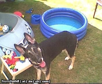 Deutscher Schäferhund Schwarzer langhaariger Schlag Hunde Foto 14894 Deutscher Schäferhund Schwarzer langhaariger Schlag cindy 4jahre