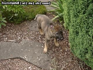 Deutscher Schäferhund Schwarzer langhaariger Schlag Hunde Foto 9764 Deutscher Schäferhund Schwarzer langhaariger Schlag Chicca