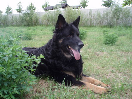 Deutscher Schäferhund Schwarzer langhaariger Schlag Ich bin der Zeus