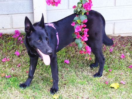 Deutscher Schäferhund Schwarzer langhaariger Schlag Zaira unsere Südafrikanerin