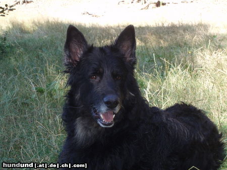 Deutscher Schäferhund Schwarzer langhaariger Schlag Ich bin der Zeus und war baden.
