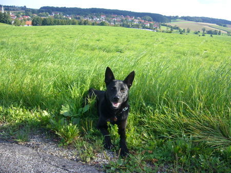 Deutscher Schäferhund Schwarzer langhaariger Schlag