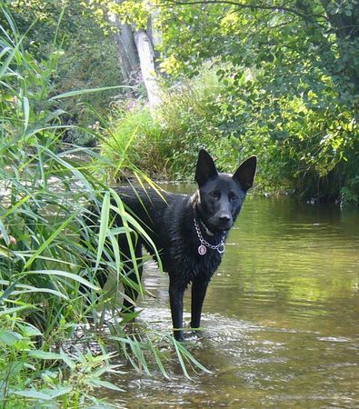 Deutscher Schäferhund Schwarzer langhaariger Schlag