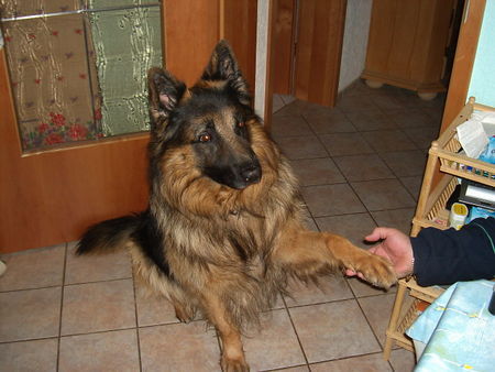Deutscher Schäferhund Schwarzer langhaariger Schlag Hunde Foto 30866 in höherer Auflösung ansehen Deutscher Schäferhund Schwarzer langhaariger Schlag ich bin der süsse liebe rocky