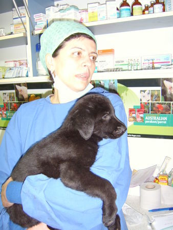 Deutscher Schäferhund Schwarzer langhaariger Schlag