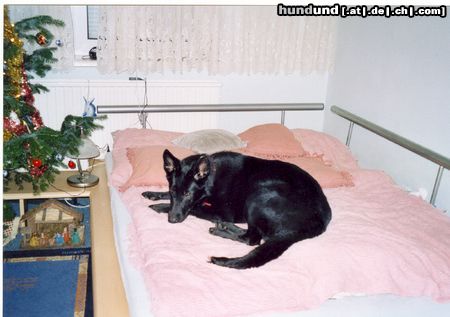 Deutscher Schäferhund Schwarzer langhaariger Schlag Hunde Foto 13477 Deutscher Schäferhund Schwarzer langhaariger Schlag Schäferhündin Kimba mit 8 Monaten zu ihrer Lieblingsjahreszeit ;-)