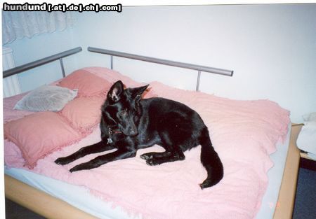 Deutscher Schäferhund Schwarzer langhaariger Schlag Hunde Foto 13476 Deutscher Schäferhund Schwarzer langhaariger Schlag Schäferhündin Kimba mit 8 Monaten
